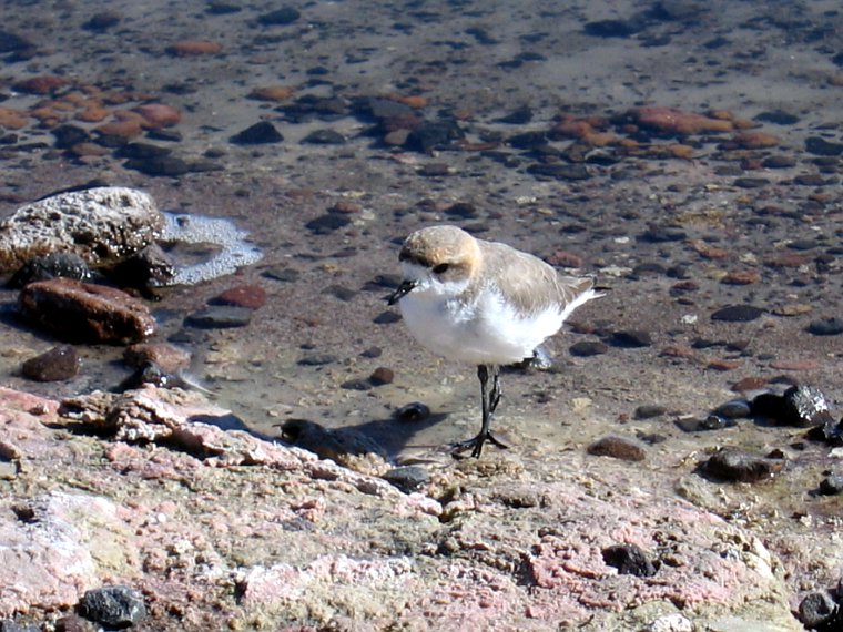 kleiner Watvogel am Salar de Atacama
