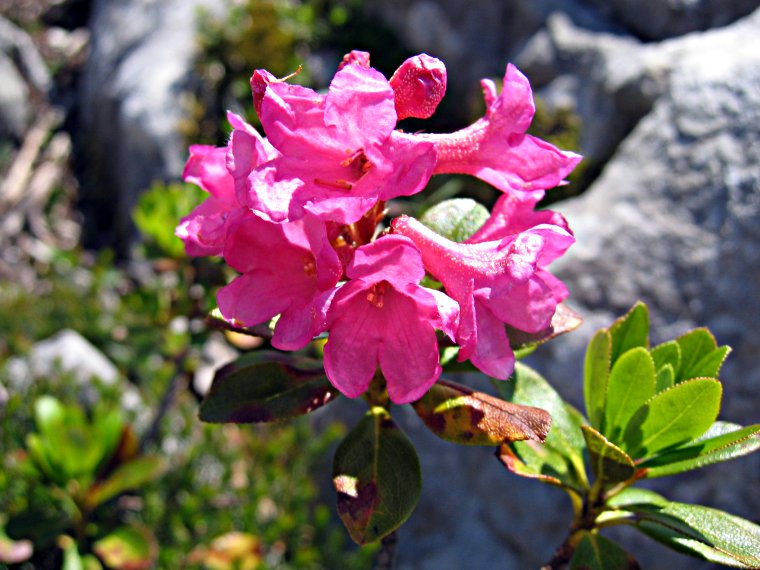 Rostblättrige Alpenrose oder Almrausch