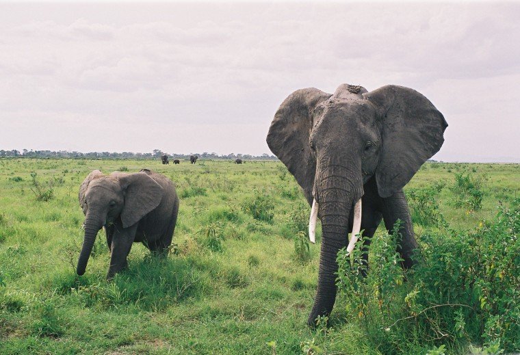 Elefanten im Amboseli-Nationalpark