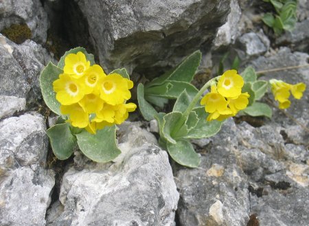 Alpenaurikel (Primula auricula)
