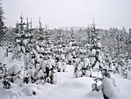 Winterimpression im Jungwald