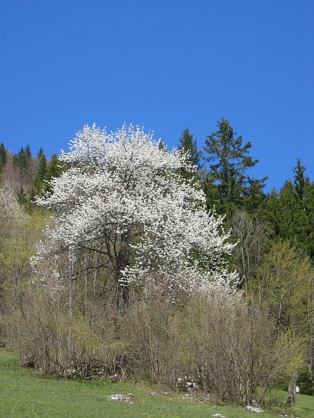 Kirschenbaum in voller Blütenpracht