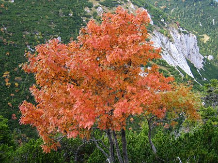 Ahornbaum im Herbstkleid