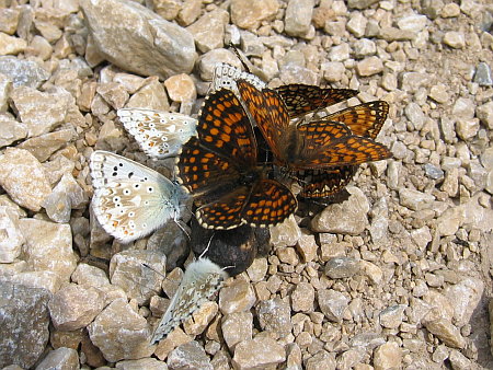 Schmetterlinge auf Kothaufen