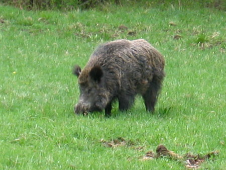 Wildschwein im Lainzer Tiergarten