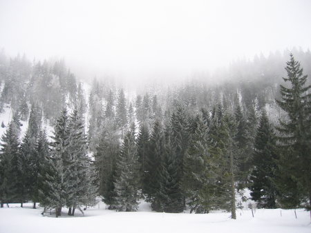 gefrierender Nebel auf den Bäumen