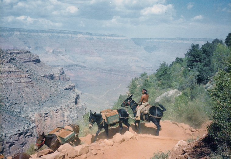 ein Indianer mit Pferden beim Abstieg in den Grand Canyon